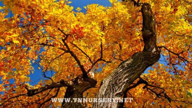 The Magnificent Tulip Tree - TN NURSERY смотреть онлайн