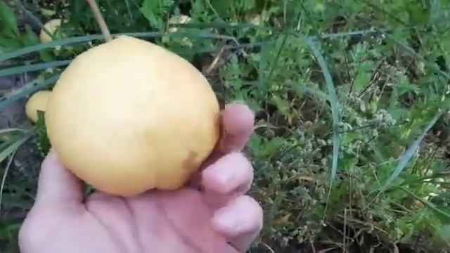 Груша "Невеличка" смотреть онлайн