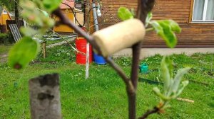 Безопасная формировка кроны молодых плодовых деревьев