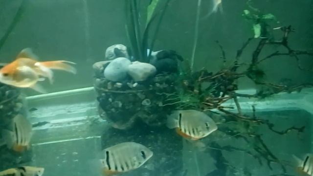 Завёл Северумов Красноплечих 3 месяц полёт нормальный. смотреть онлайн