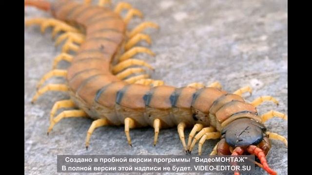 scp-363 Не совсем многоножки смотреть онлайн