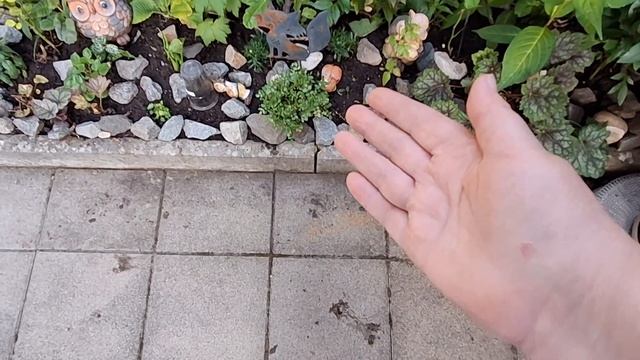 Обзор на проделанную работу/новинки/Розы/Бегония /новая цветочная клумба смотреть онлайн