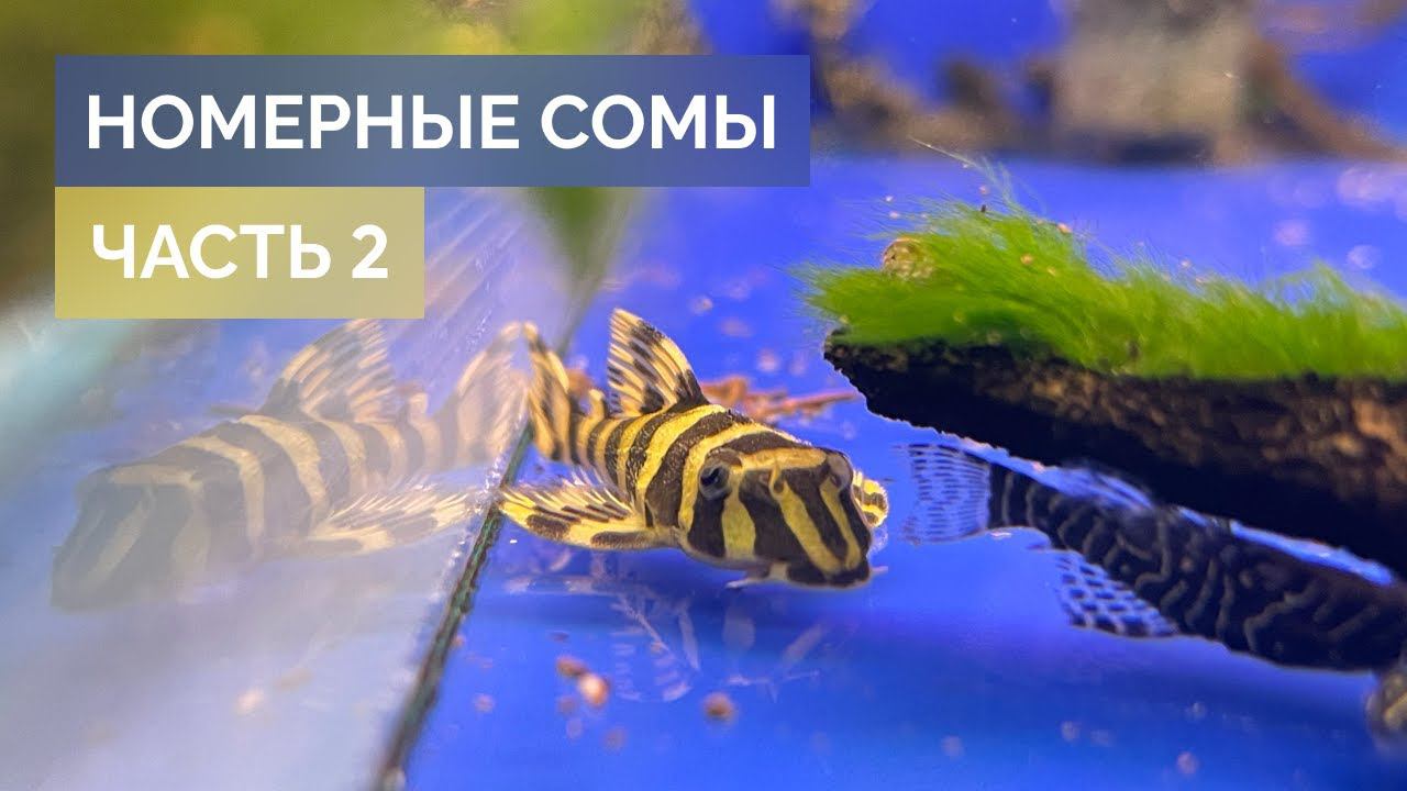 Номерные сомы / Часть 2. / L-134, L-260, L-397, L-471, L-501 / Аквариумистика Mos-fish.ru