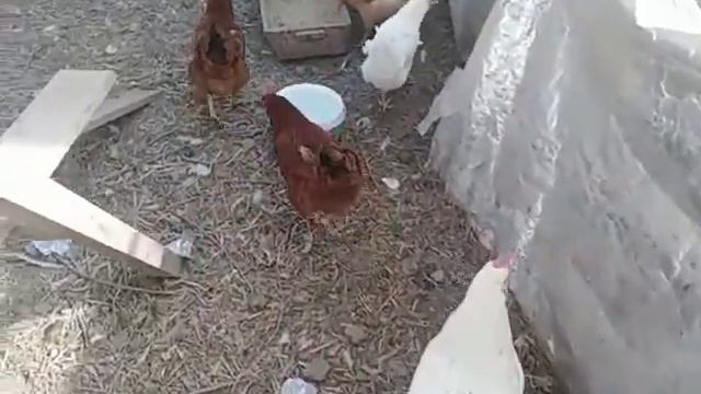 Древесная зола для кур несушек 🐔🐔🐔🛁