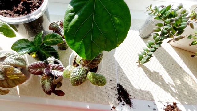 Як підросли маленькі хойї . Мої нові рослини🌺 смотреть онлайн