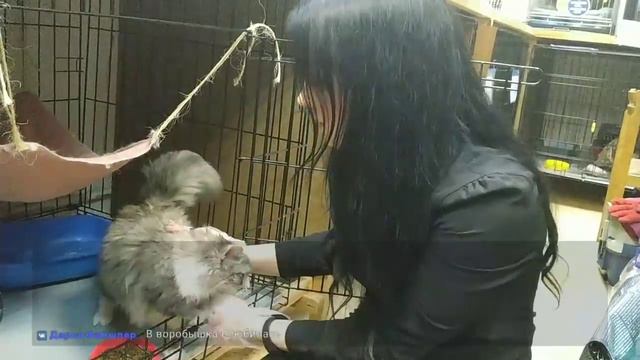 В гостях у приюта "Муркоша" 22.03.2019 смотреть онлайн