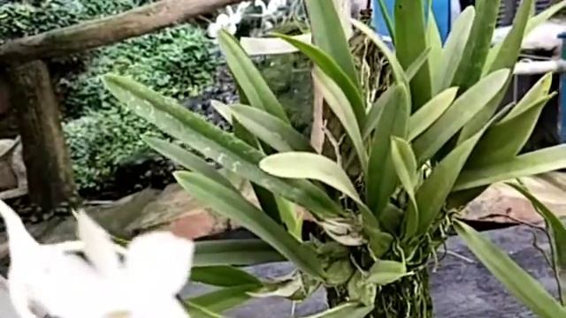 Broughtonia sanguinea var Alba смотреть онлайн