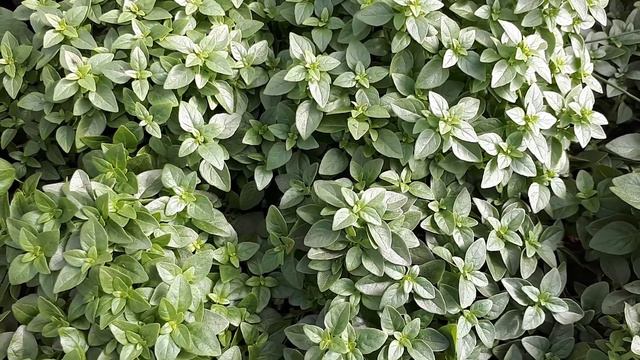 Greek basil - grow, care & eat (Yevani basil) смотреть онлайн