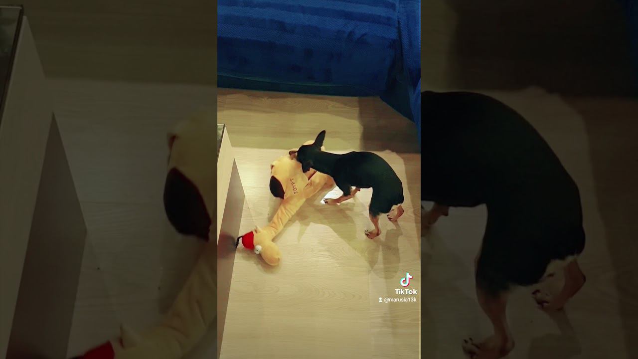 Пока искала Деда мороза среди игрушек, собака влюбилась в верблюда