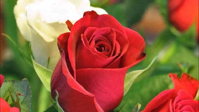 Туй жыры Бик кунеле жыр смотреть онлайн