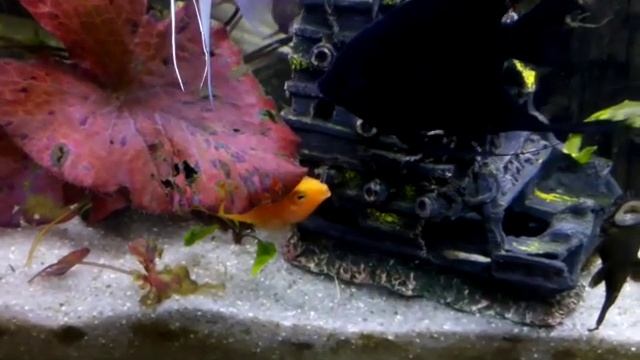 Нерест скалярий и защита потомства