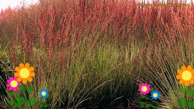 Молиния голубая Моорхексе. Краткий обзор, описание характеристик molinia caerulea Moorhexe смотреть онлайн