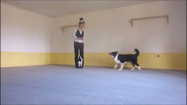 Dog Dancing - TRIO - papillon + border collie смотреть онлайн