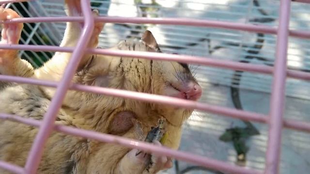 Сахарный поссум смотреть онлайн