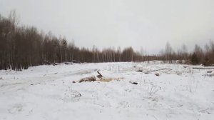 Погрузка дров