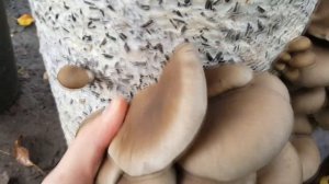 Выращивание грибов Вешенка на даче в блоках