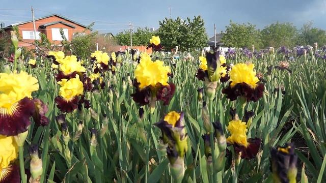 Ирис PIRATE AHOY