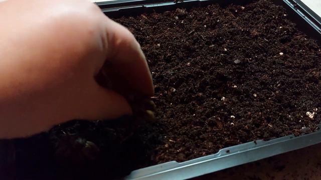 How To Pre Sprout Ranunculus Corms смотреть онлайн