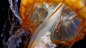 Обитатели морей и океанов 🐠 Развивающие мультики 🐟 Морские животные 🐬 Подводный мир