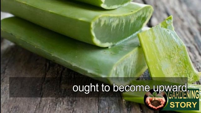Aloe Vera Plant Care: Everything You Need to Know to Keep Your Plant Healthy and Happy смотреть онлайн