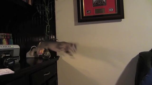 Kitty jump fail !!! смотреть онлайн