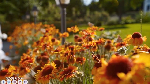 Безумно красивая восточная музыка! Отличные мелодии для души! музыка 2023 #1 смотреть онлайн