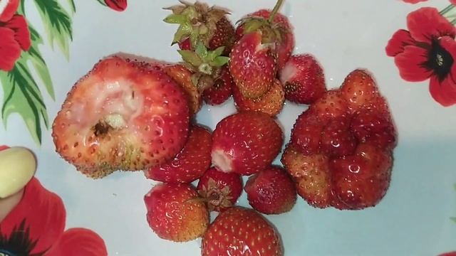 Влог?/Мой день в деревне?/1/Собираю клубнику?/Знакомство с свинками?/Ваша Даша? смотреть онлайн
