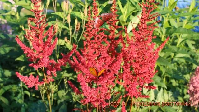 Астильба японская Везувий (vesuvius) ? обзор: как сажать, рассада, саженцы астильбы Везувий