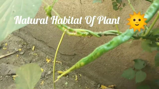 Morphology Of Plant: Lablab purpureus Morphology смотреть онлайн