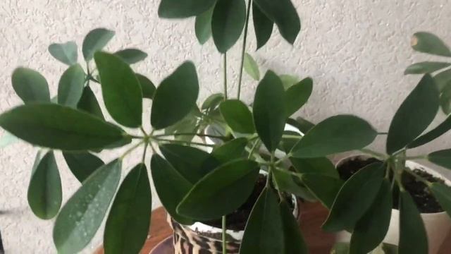 Укоренение Шефлеры и Герани в воде. Что делать дальше? смотреть онлайн