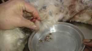 Remove mangoworms from dog - Remove mango worms from dog skin Удалите манговых червей с кожи собаки