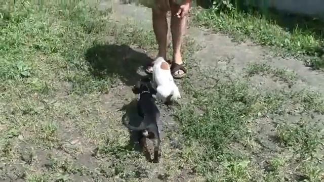 Такса Тайсон и джек рассел терьер Джонни смотреть онлайн