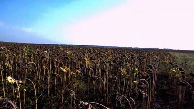 САМВЕЛ АДАМЯН ЛЮБИТ КОТА ТОМАСА БОЛЬШЕ ЧЕМ МАТЬ. ПРИЗНАЛСЯ смотреть онлайн