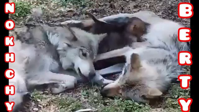 Нохчи история