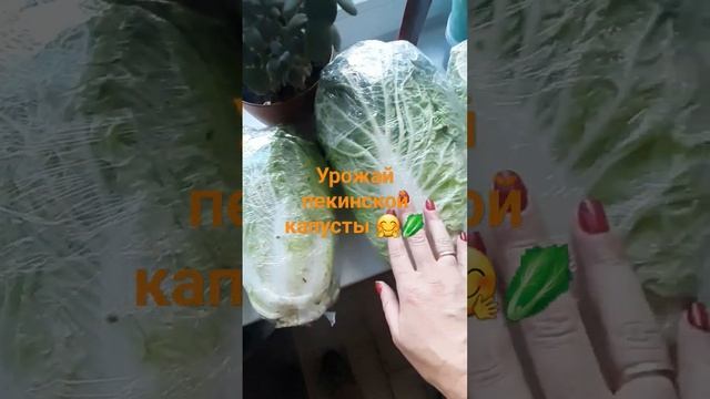 # shorts ТАКОЙ КАПУСТЫ У НАС ЕЩЕ НЕ БЫЛО ? смотреть онлайн