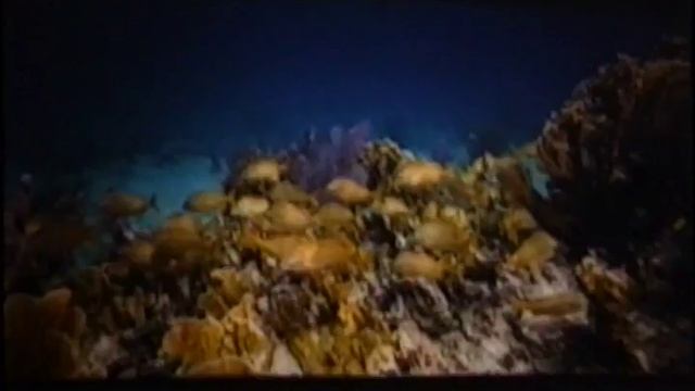 Tropic Adventure WideScreen смотреть онлайн