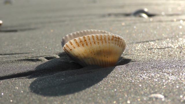 Релакс. Ракушки на морском берегу и поэзия. / Relax. Shells on the seashore and poetry смотреть онлайн
