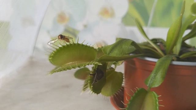 Венерина мухоловка їсть повисюхову муху #carnivorousplants #venusflytrap #dionaea #insect #plant#fl смотреть онлайн