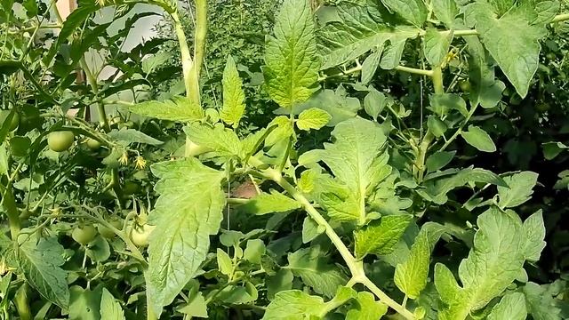 3.07.2022 год. Томат. Вершинная гниль. Хелат КАЛЬЦИЯ. смотреть онлайн