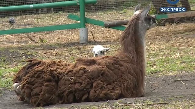 В пензенском зоопарке устроили показательные кормления животных смотреть онлайн