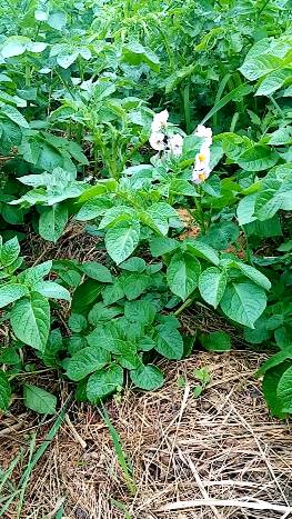 Почему картофель РАСТЕТ ЛУЧШЕ под соломой. смотреть онлайн