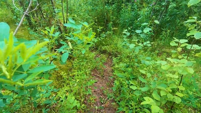 По реке Кама от поселка Чепец до деревни Ворцева. смотреть онлайн