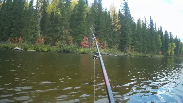 ХАРИУС НА УДОЧКУ! ГОРНАЯ РЫБАЛКА.(часть2). смотреть онлайн