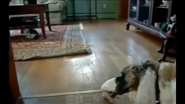 Приколы бесплатно про животных