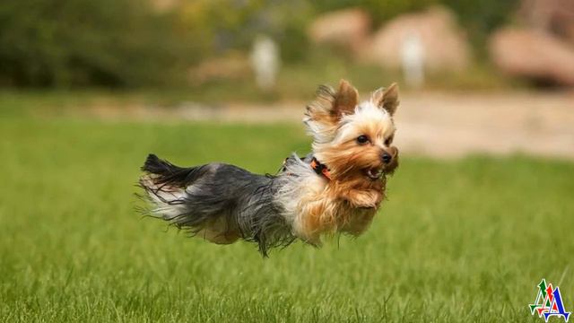 Мечтала мечтала я и намечтала зверюгу ужасную – йоршика Манечку