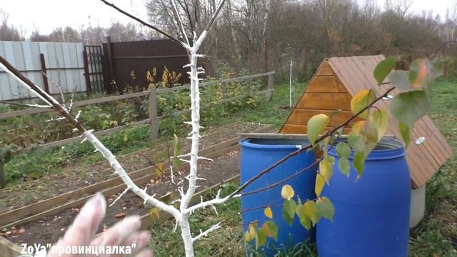 Молодой сад/ Побелка/26 октября/Огород/#fruittrees #thegarden #village смотреть онлайн