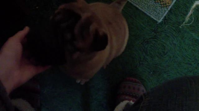 Ужас. Шарпей Вайко. 1 месяц. смотреть онлайн