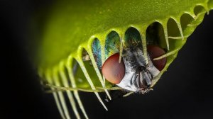 Венерина мухоловка РЕЛАКС АРТ-ТЕРАПИЯ ИМПРОВИЗАЦИЯ композитор Виктор Анохин #instrumental #reggae