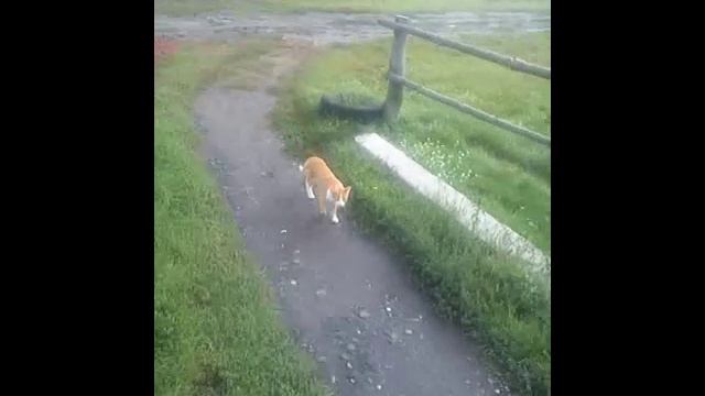 Куда попадают животные после смерти смотреть онлайн