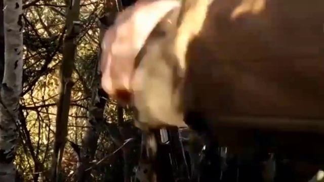 Охота на тетерева на току весной в Беларуси смотреть онлайн